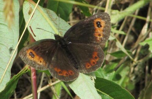 Erebia aethiops